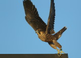Peregrine fledgling: last to fledge, first flight today! 93/AD leg bands