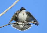 Eastern Kingbird, male