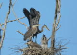Great Blue Heron nestlings