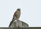 American Kestrel, female, perched near nest site