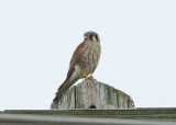 American Kestrel, female, perched near nest site