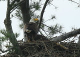 Bald Eagle adult with nestling behind