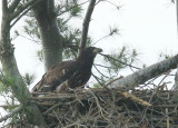 Bald Eagle nestling