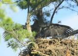 Bald Eaglet moving around the nest