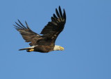 Bald Eagle adult in flight mode around nest