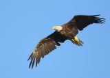 Bald Eagle adult in flight mode around nest