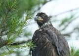Bald Eagle fledgling in tree about 375 yards from nest