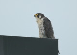 Peregrine Falcon, female