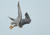 Peregrine Falcon, female takeoff (leg bands V/5)