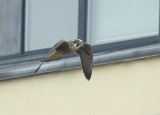 Peregrine Falcon, fledgling