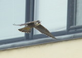 Peregrine Falcon, fledgling in flight mode