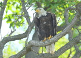 Bald Eagle, sub adult IV?