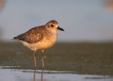 Black-bellied Plover, juvenile