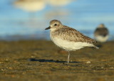 Black-bellied Plover, adult