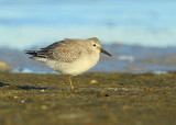 Red Knot juvenile