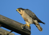 Peregrine Falcon, adult female (leg band V/5)