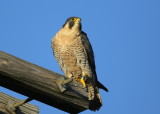 Peregrine Falcon, adult female (leg band V/5)