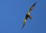 Peregrine Falcon, adult female, banking turn