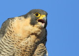 Peregrine Falcon, adult female squawking