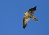 Peregrine Falcon, adult female in flight mode
