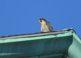 Peregrine Falcon, adult female perched on roof