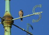 Peregrine Falcon, adult female perched on weathervane