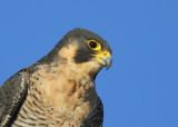 Peregrine Falcon, adult female