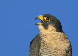 Peregrine Falcon, adult female showing tomial tooth!