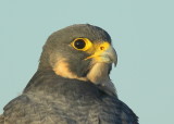 Peregrine Falcon, female (leg band V/5)