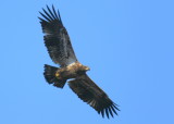 Bald Eagle, first year juvenile