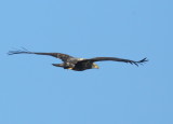 Bald Eagle, first year juvenile