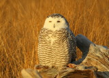 Snowy Owl