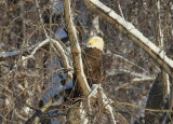Bald Eagle, adult