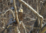 Bald Eagle, adult