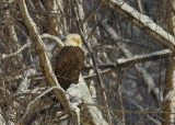 Bald Eagle, adult