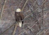 Bald Eagle adult