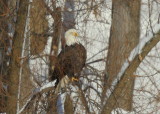 Bald Eagle adult