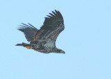 Bald Eagle, subadult, II 