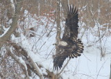 Bald Eagle, subadult, II (orange left leg band!)