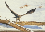 Bald Eagle, subadult; orange leg band P/7