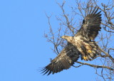 Bald Eagle, subadult; orange leg band P/7