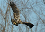 Bald Eagles, subadult Basic I plumage