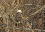 Bald Eagle, adult