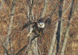 Bald Eagle, adult