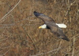 Bald Eagle, adult