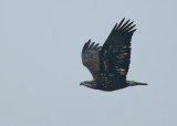 Bald Eagle, Basic III plumage