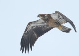 Bald Eagle, first year juvenile