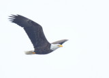 Bald Eagle, adult