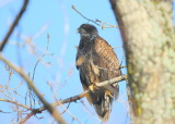 Bald Eagle, first winter juvenile