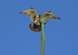 Peregrine Falcon landing atop bulb
